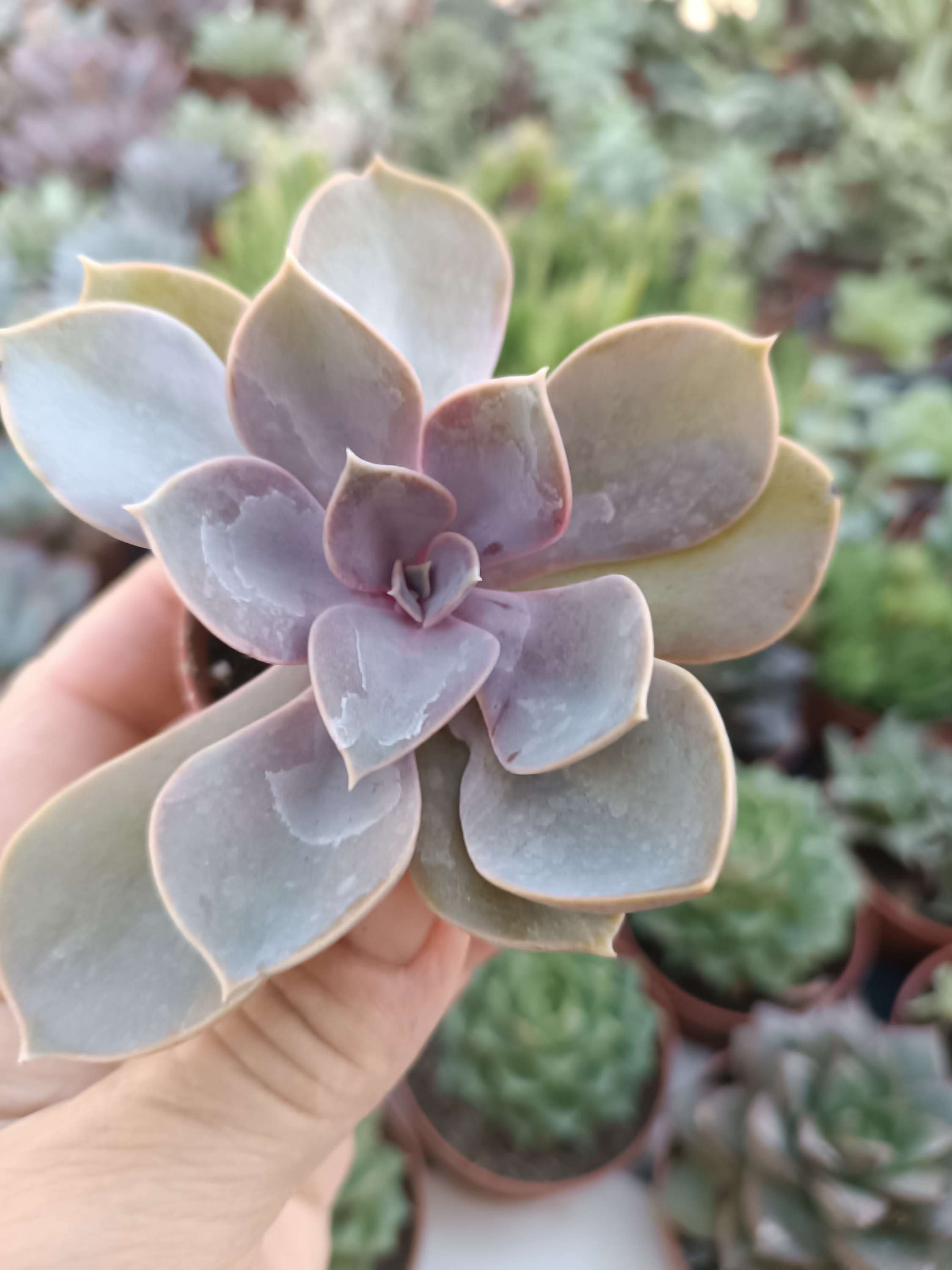 Echeveria Perle von Nurnberg 5 cm