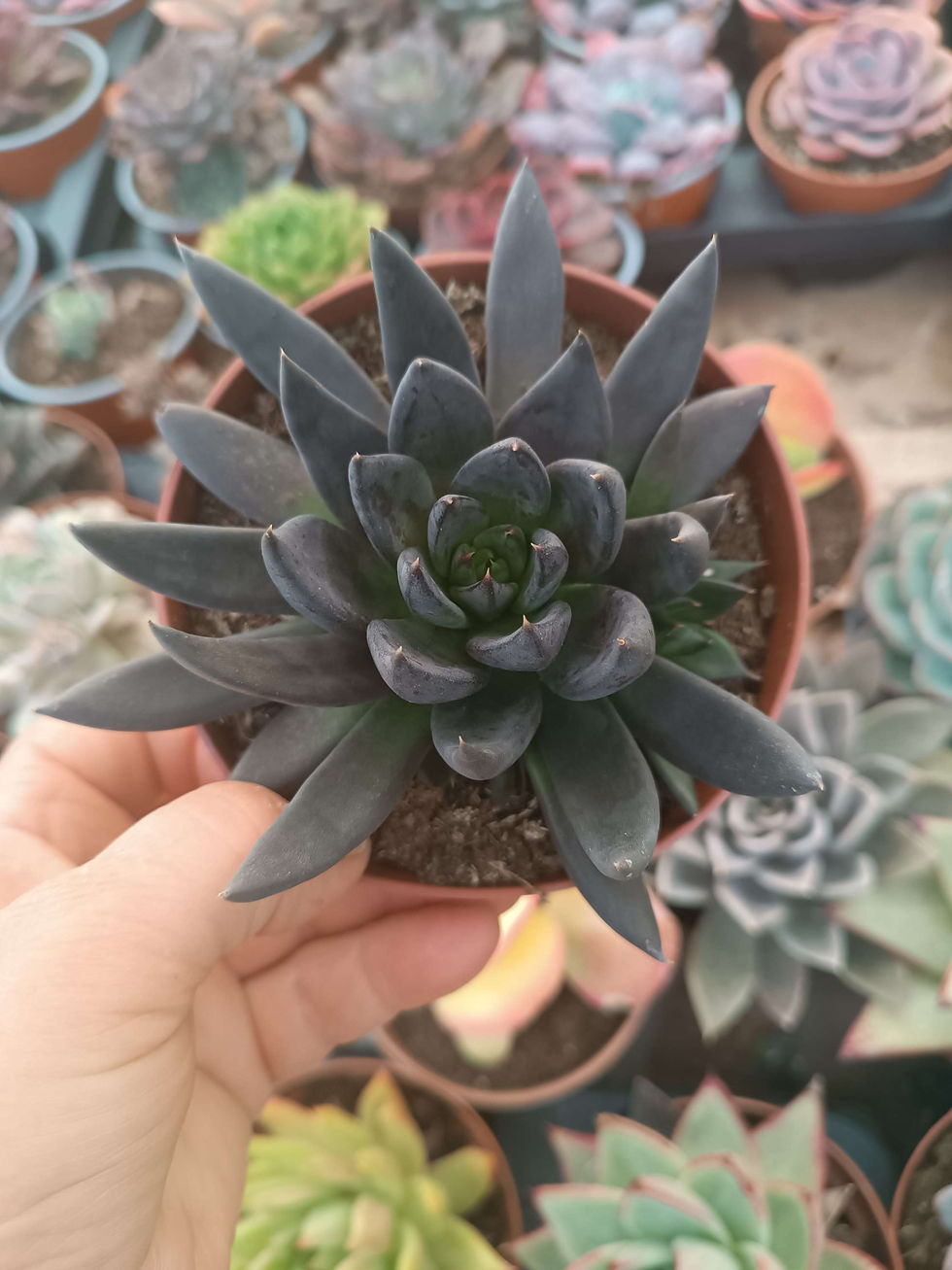 Echeveria Planta Suculenta