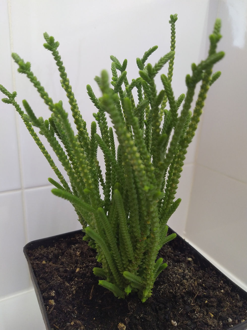 Miniatura: Crassula Muscosa