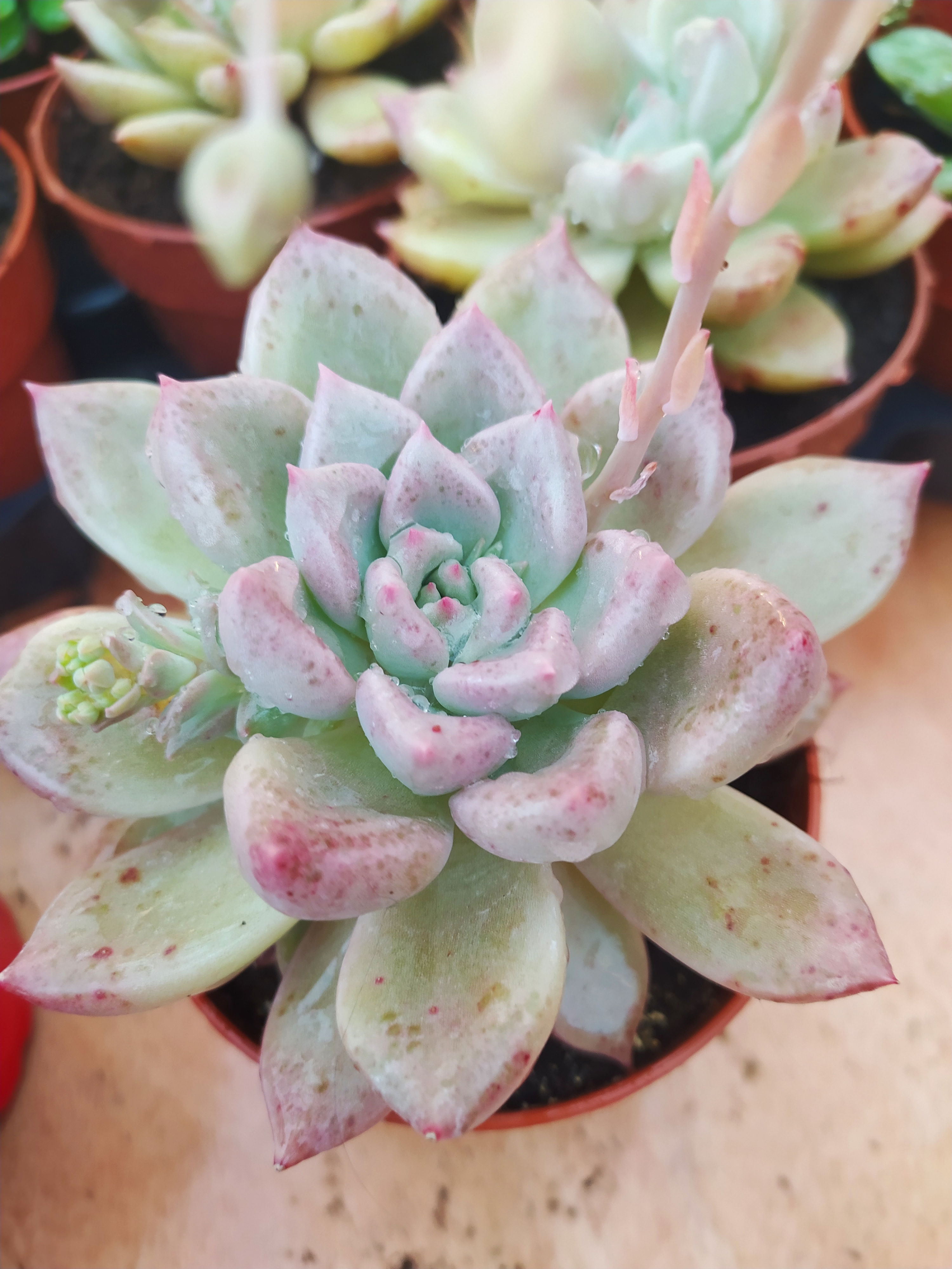 Graptoveria melody 8.5
