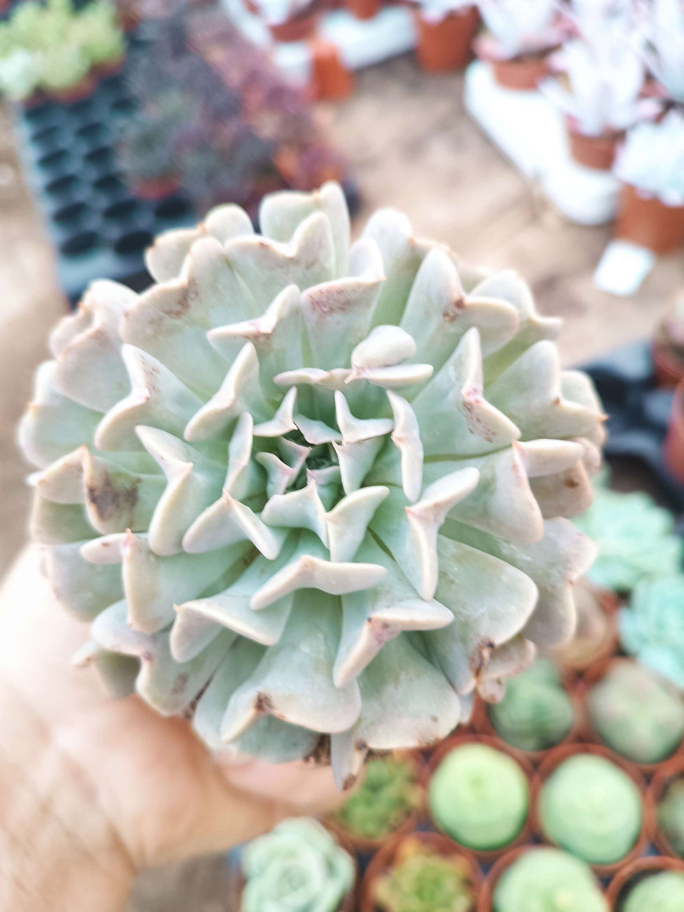 Suculenta Echeveria Pinwheel