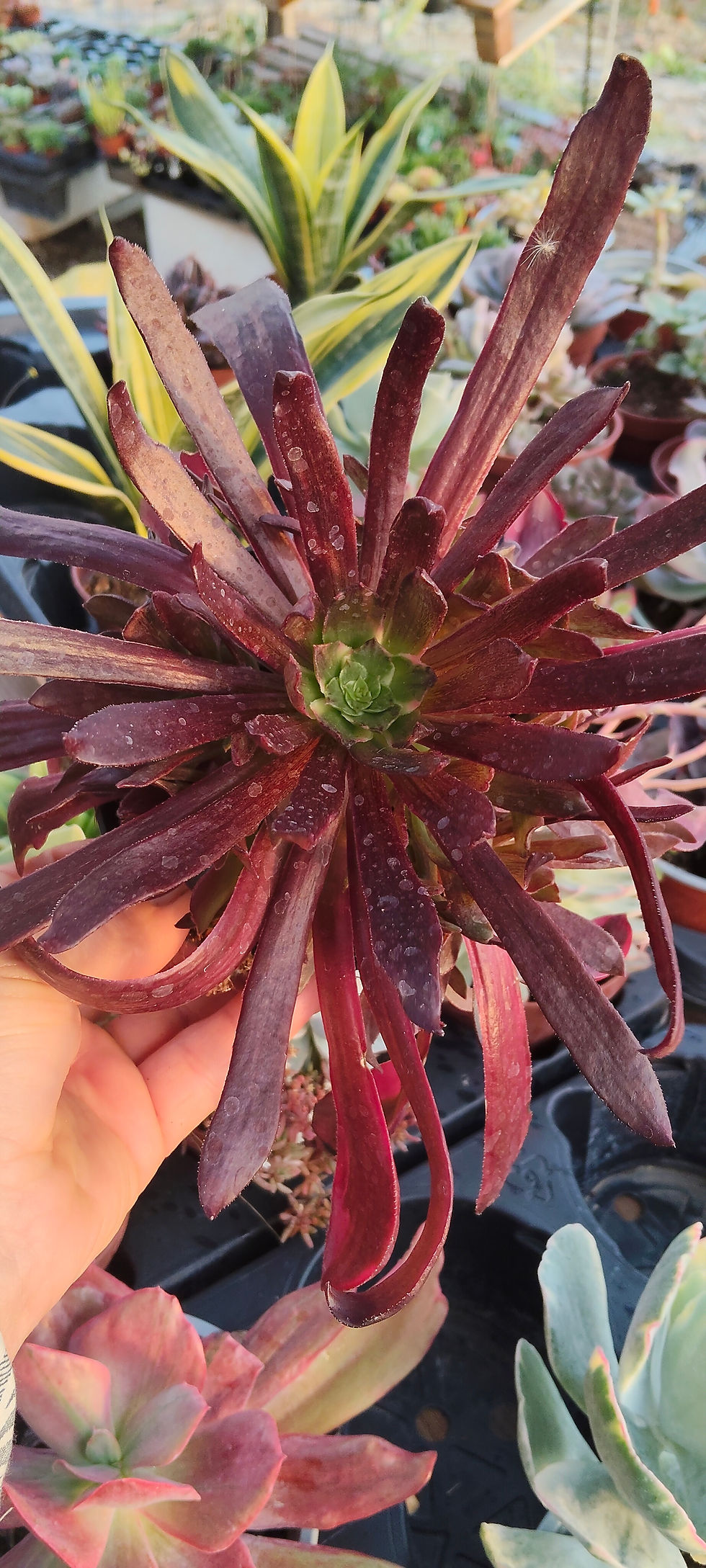 Miniatura: Aeoniun Edén 12 cm