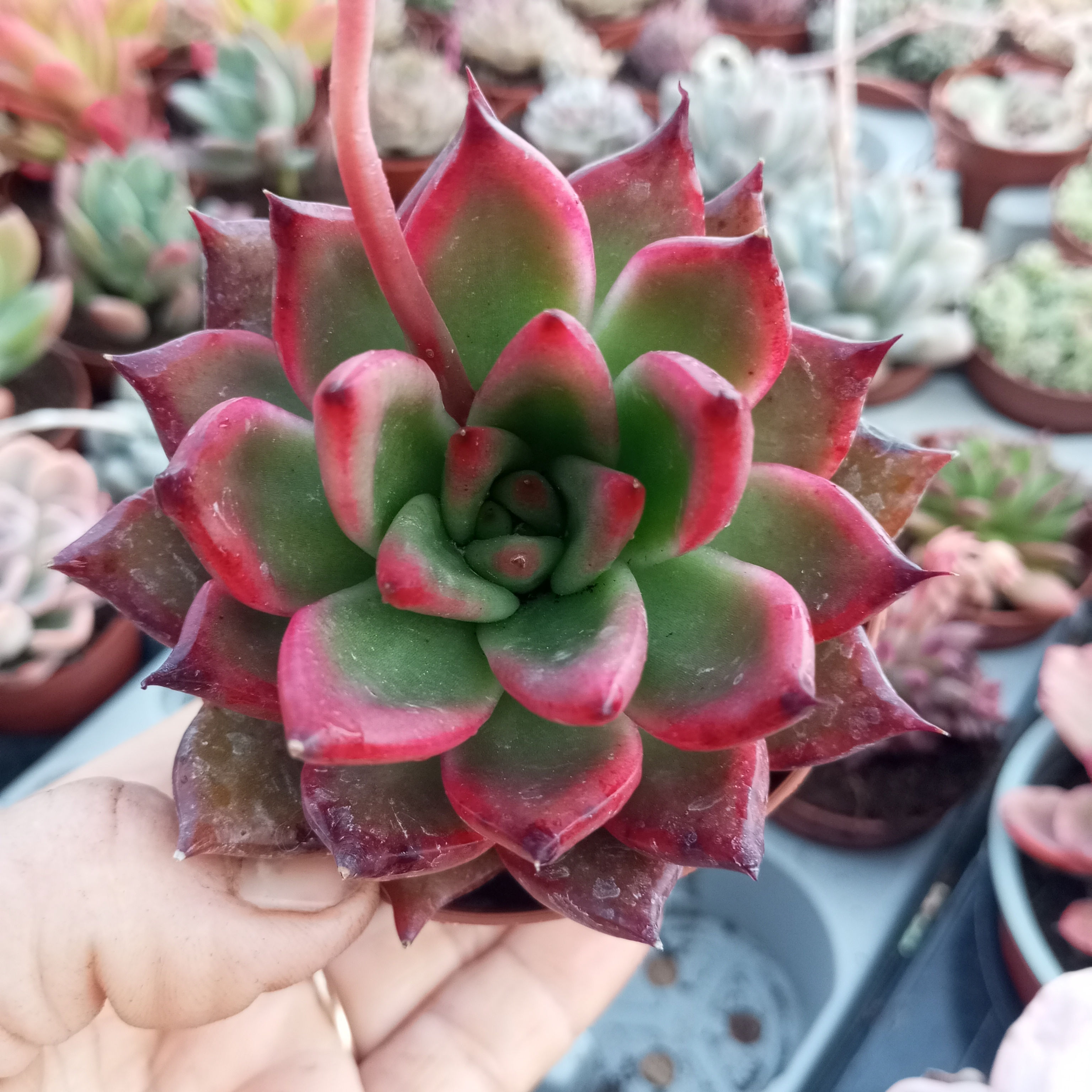 Echeveria Agavoides 'Rubra' korean