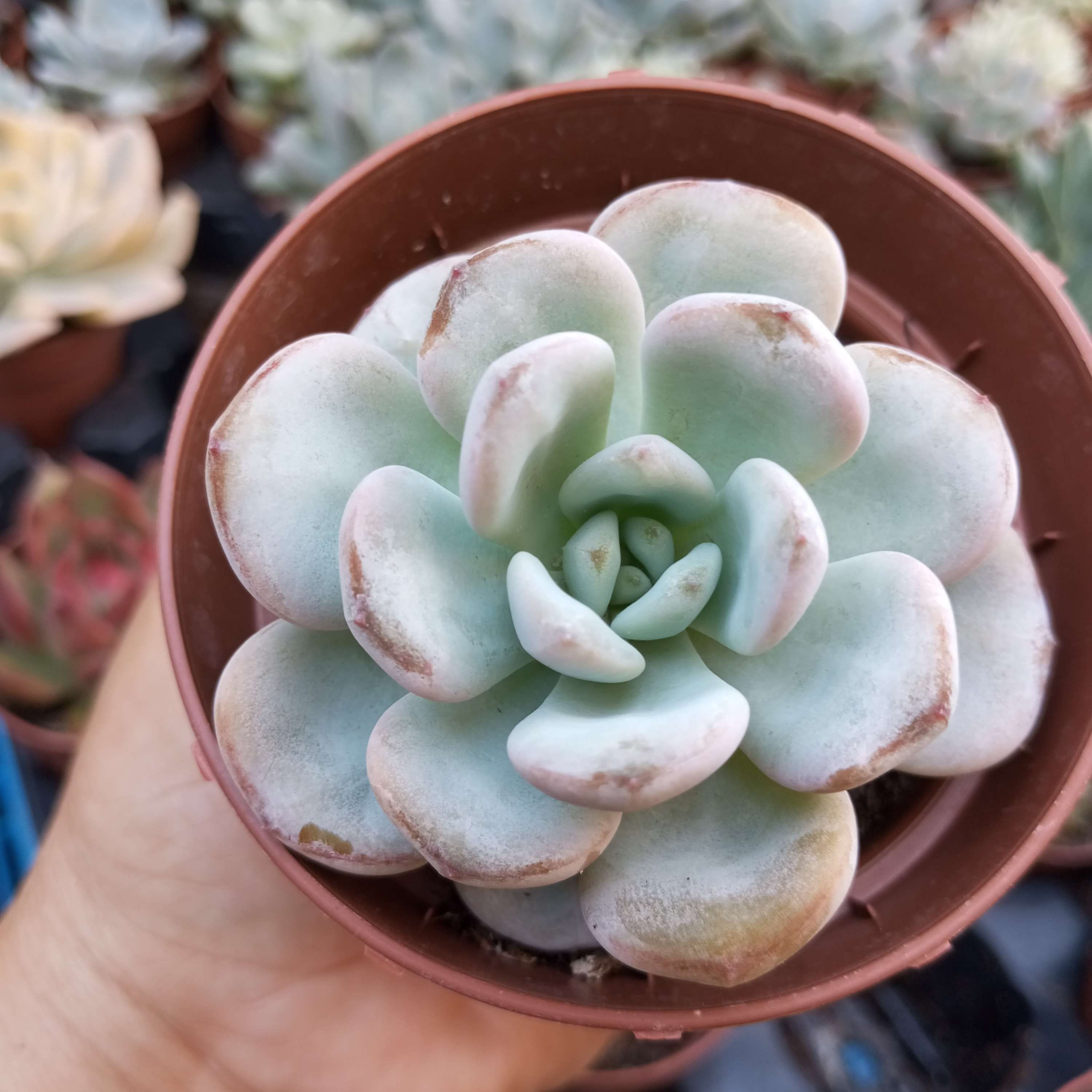 Echeveria 'Monroe' X Laui  8.5 cm