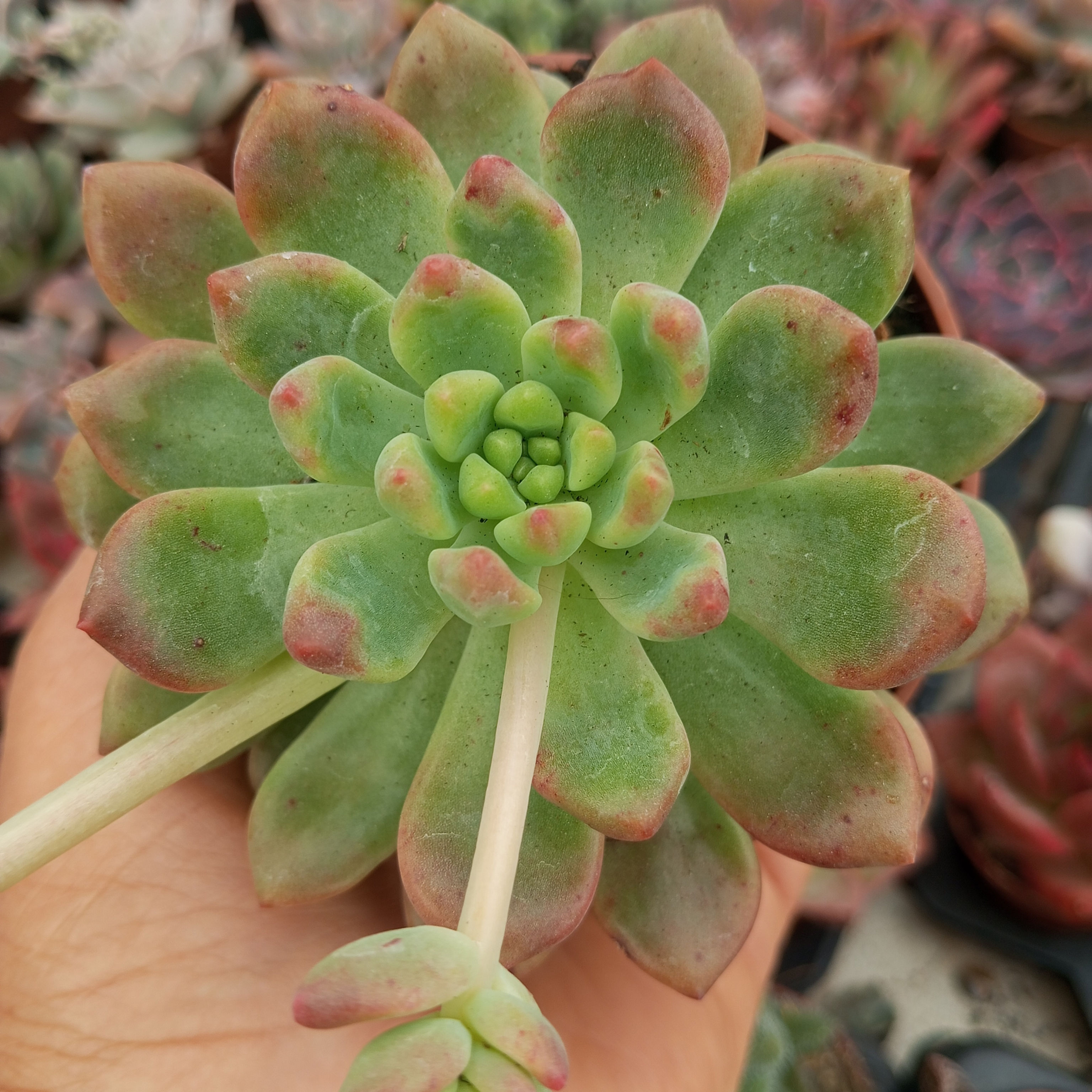 Echeveria Vienna 8.5