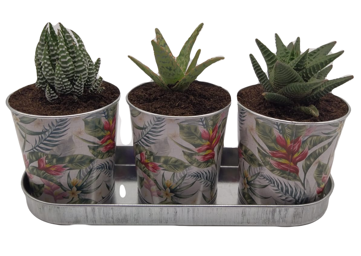 Macetero 'JUNTAS' Mini