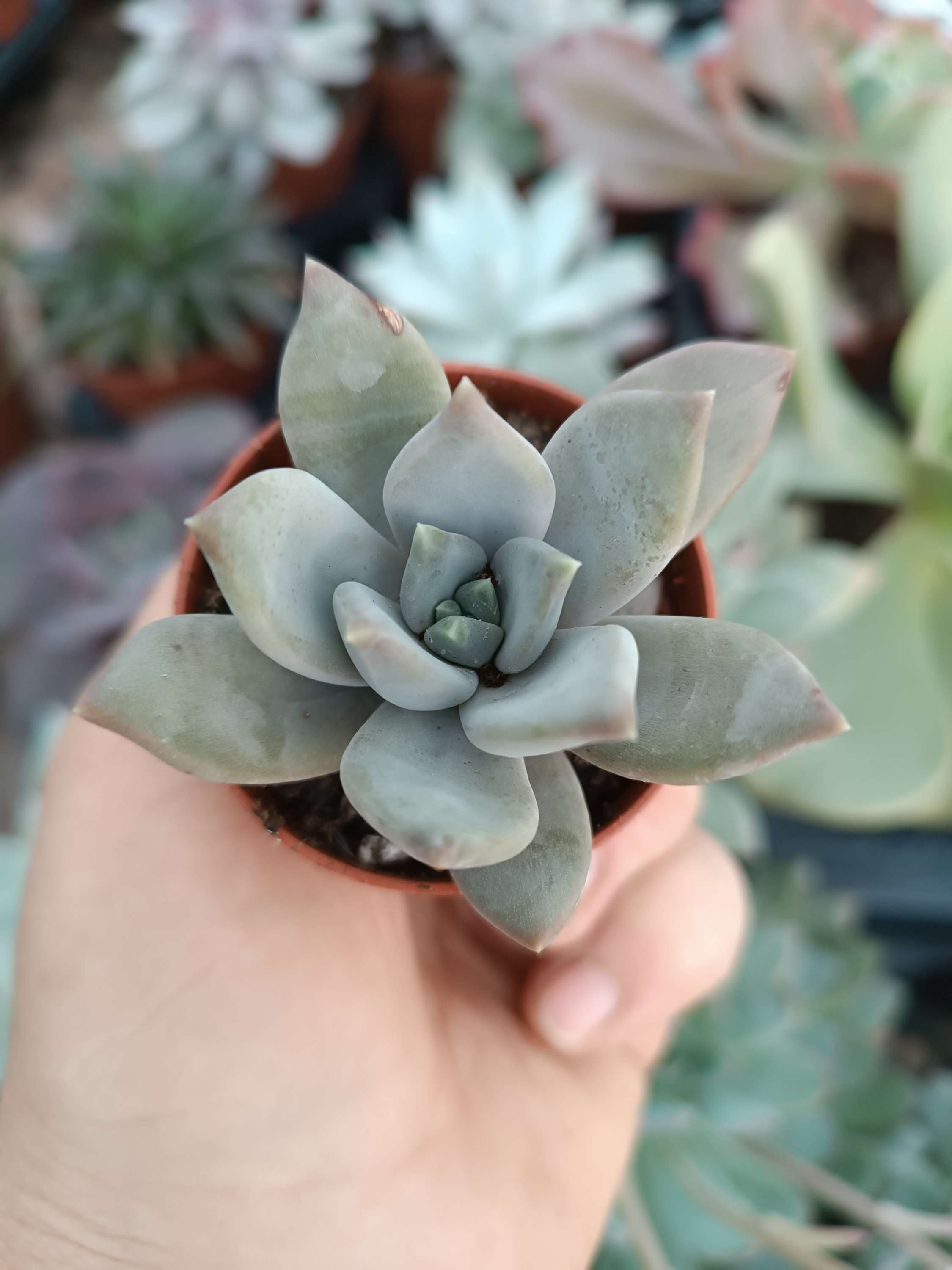 Echeveria compasión 5.5 cm