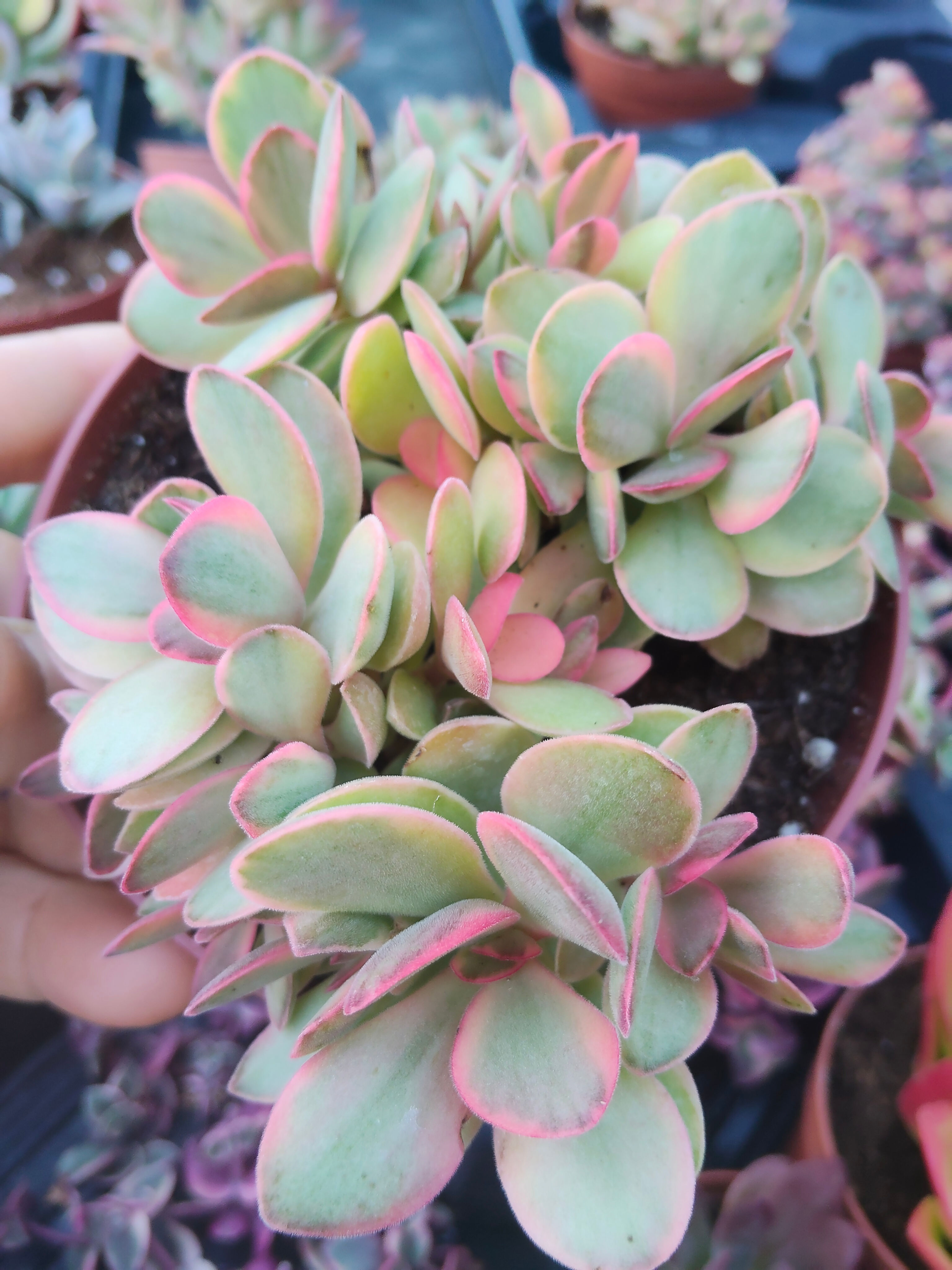 Crassula Money maker 12 cm