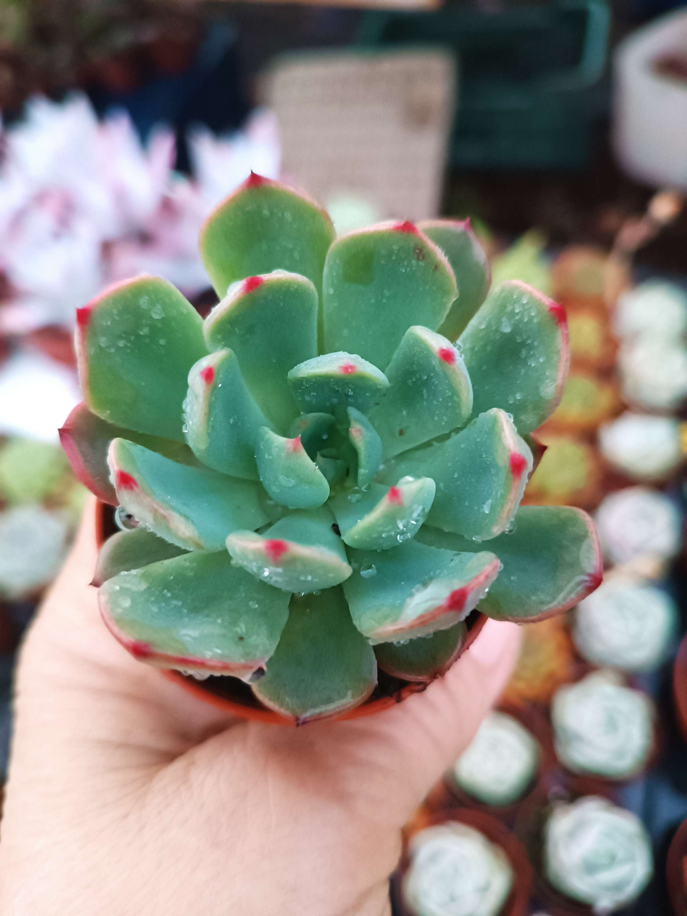 Echeveria secunda 5.5 cm