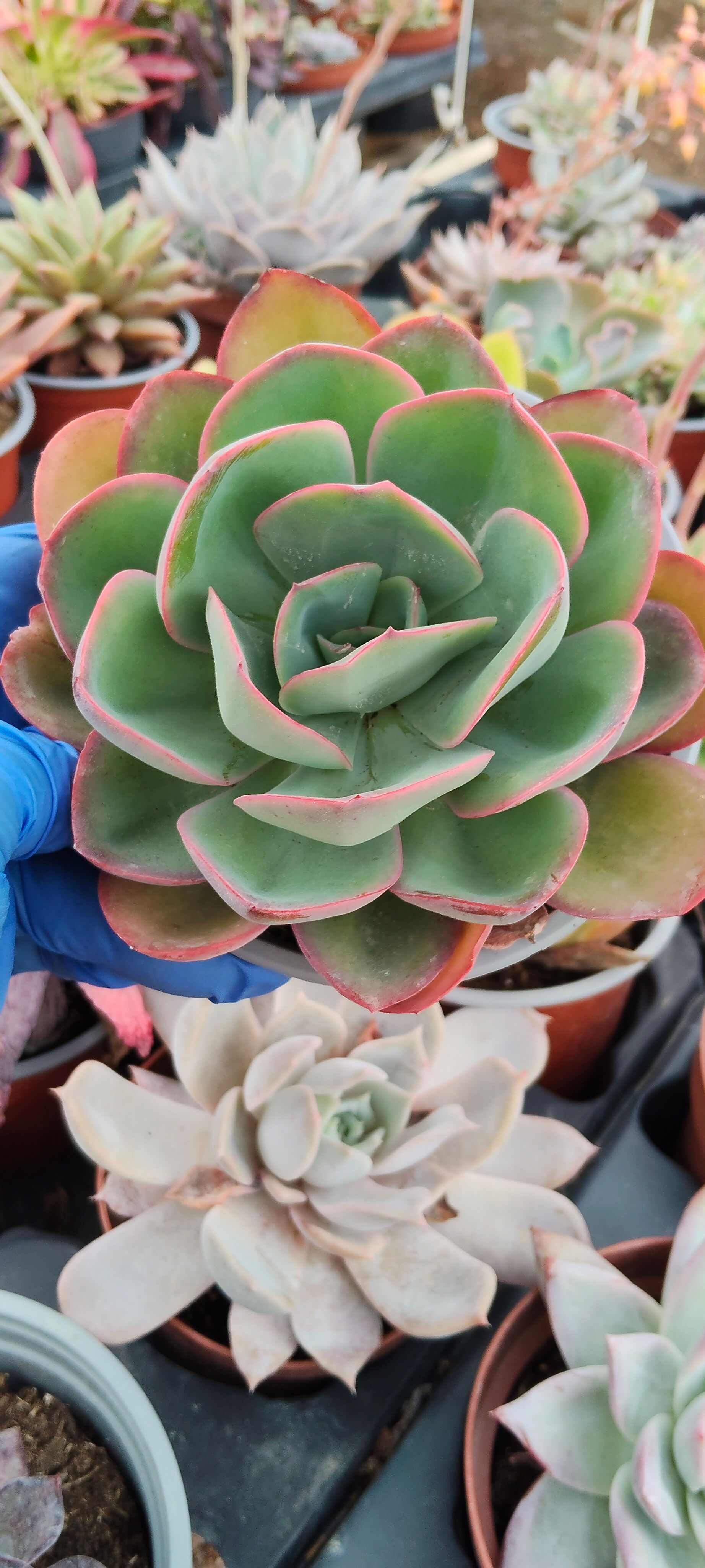Echeveria 