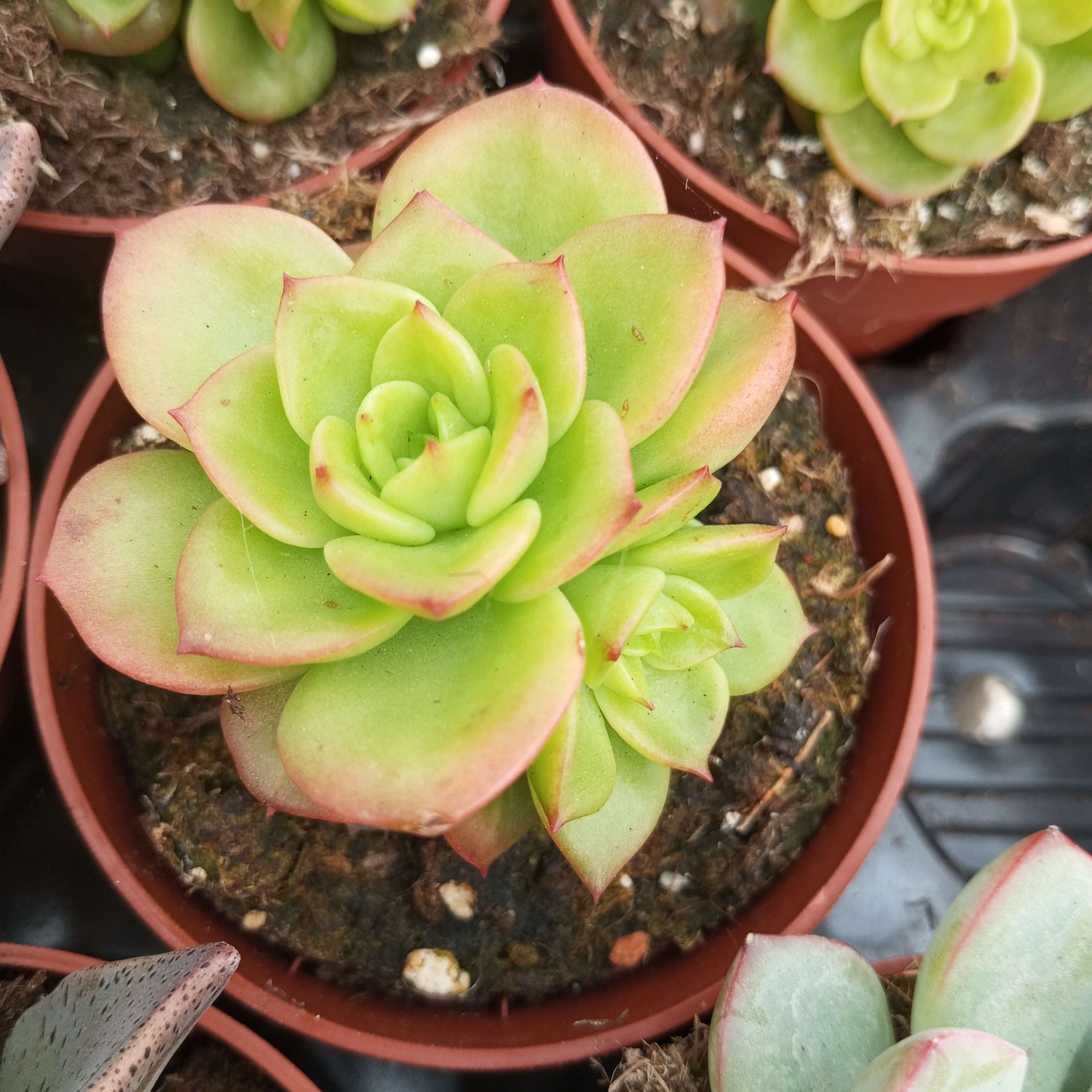 Echeveria Nuda 8.5