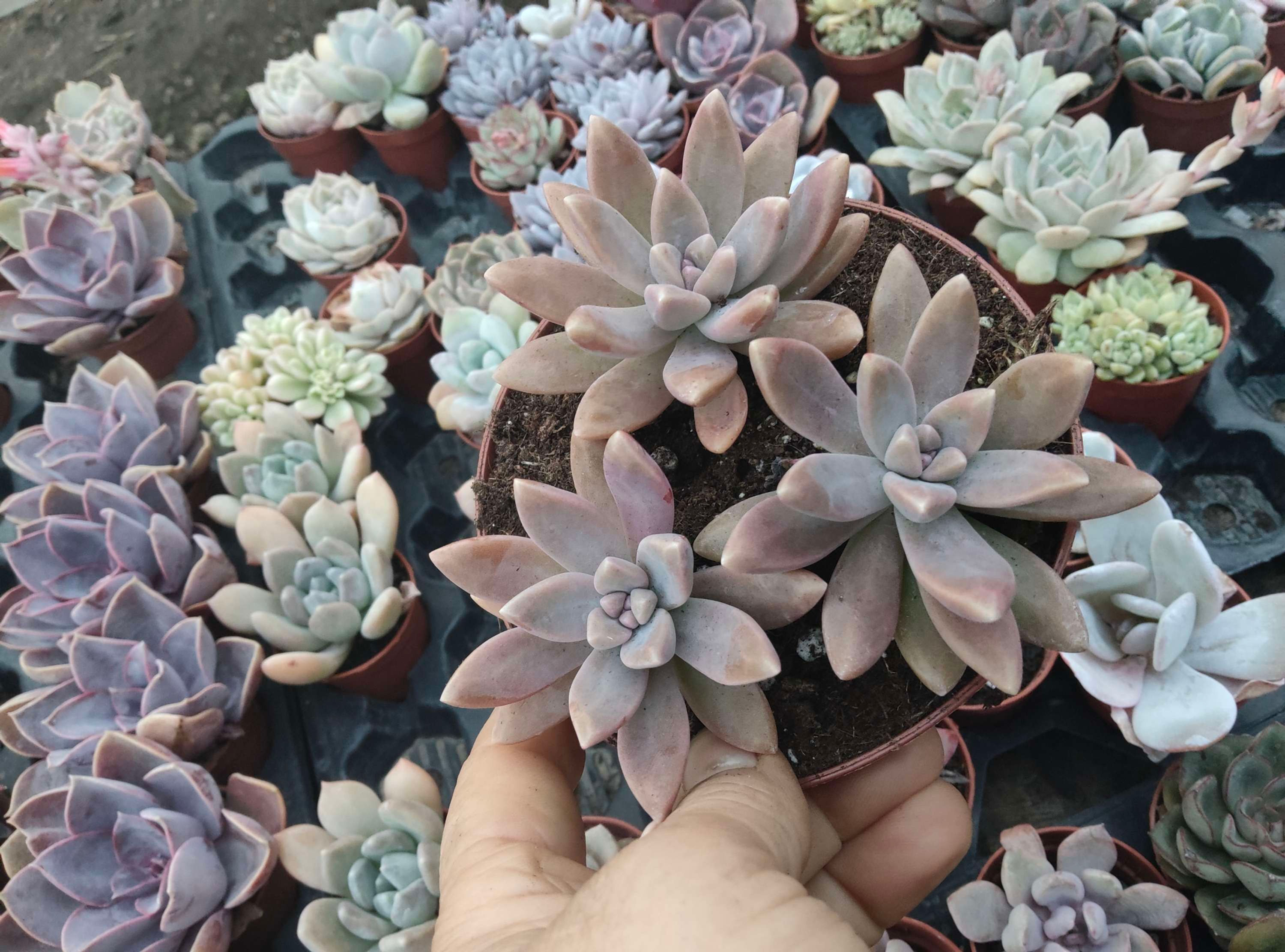 Graptopetalum Francesco Baldi 12 cm