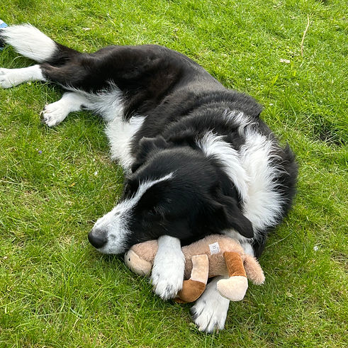 Border Collie liegt auf einer Wiese und hält ein Stofftier; ruhige Szene im Freien.