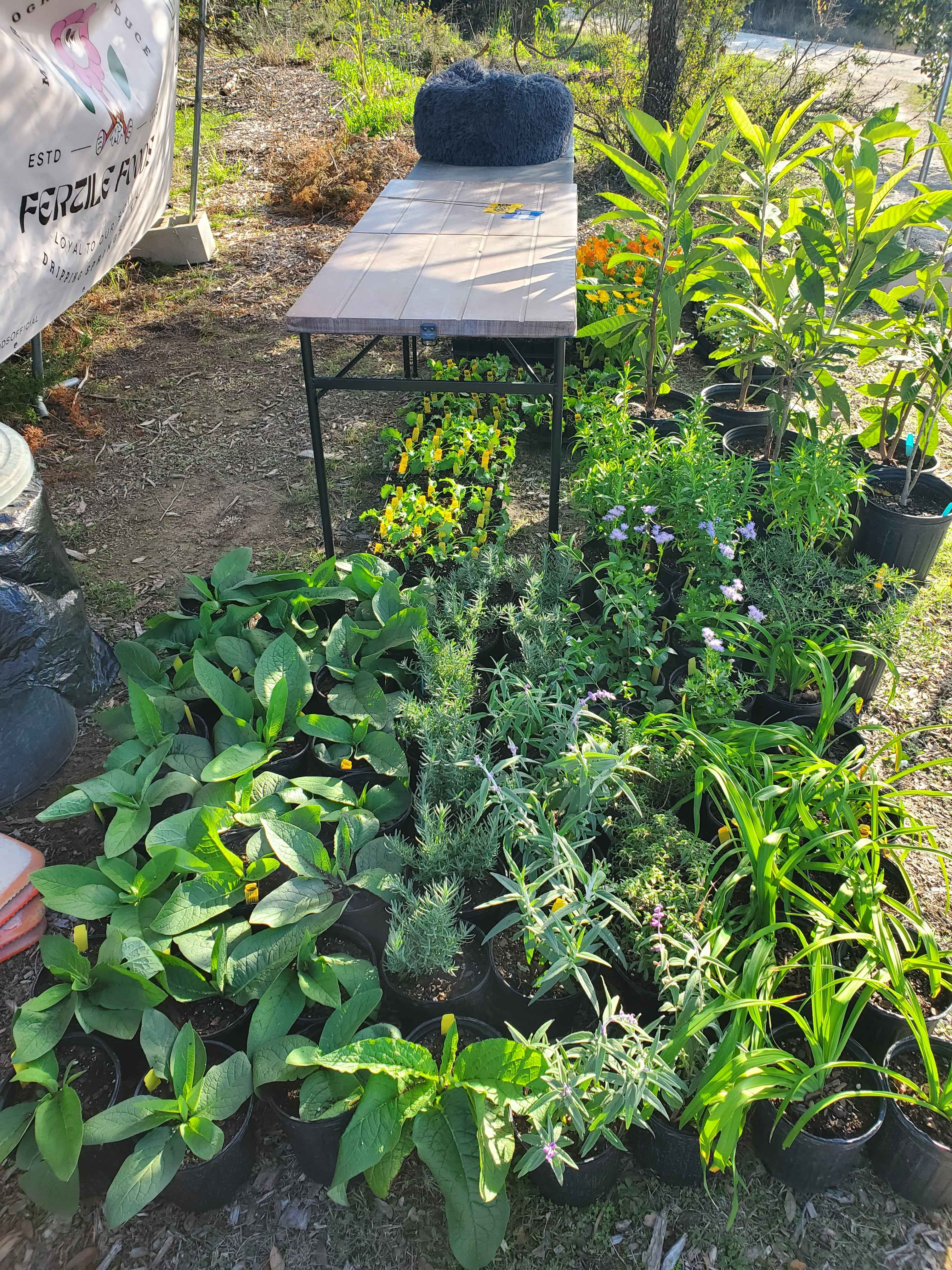 Starter Plants