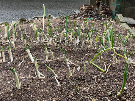 今日は一日雨だけど...