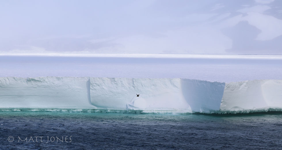South Polar Skua