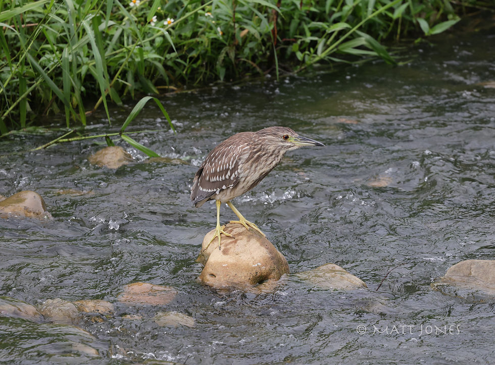 Black-crowned Night Heron Juvenile