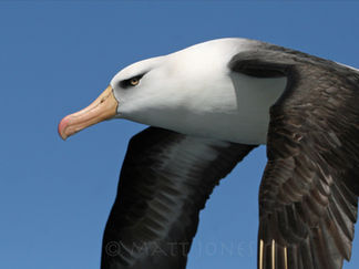 A few shades of grey