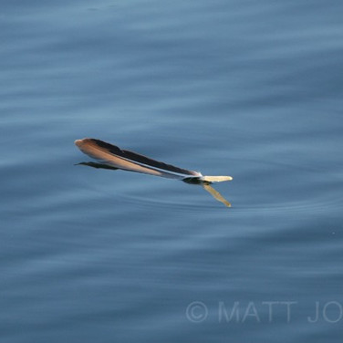 Pelican Feather