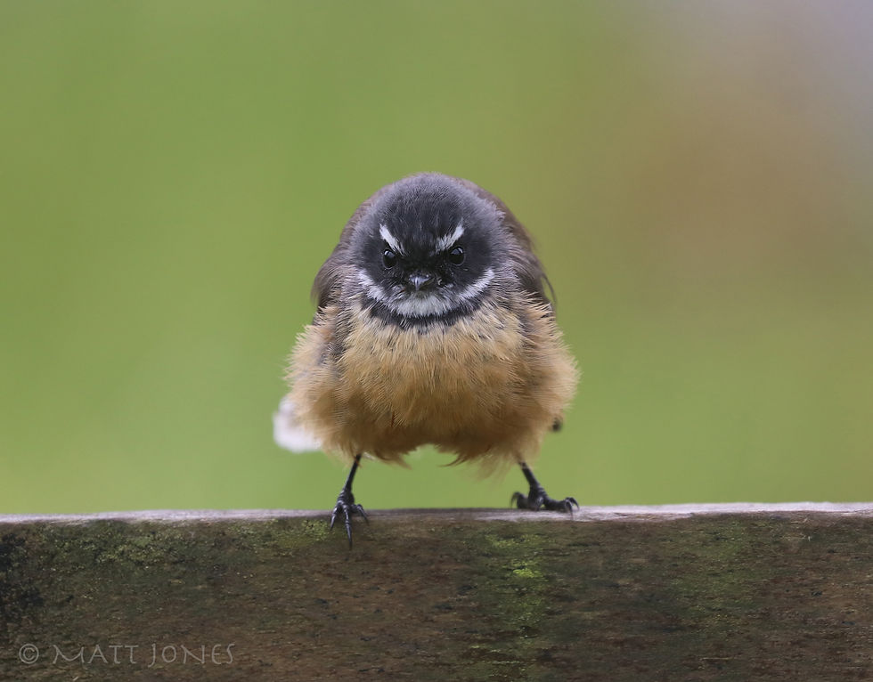 New Zealand Fantail
