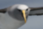 Buller's Albatross