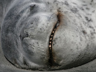 Southland 24-hour bird race record broken!
