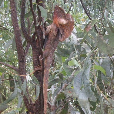 Frilled Lizard