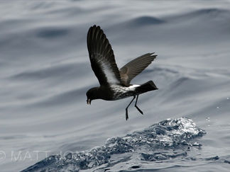 Shaken but not deterred