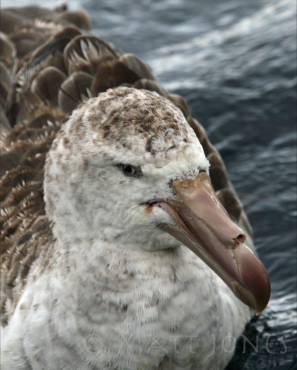 Northern Giant Petrel