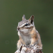 Yellow Pine Chipmunk