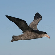 Northern Giant Petrel