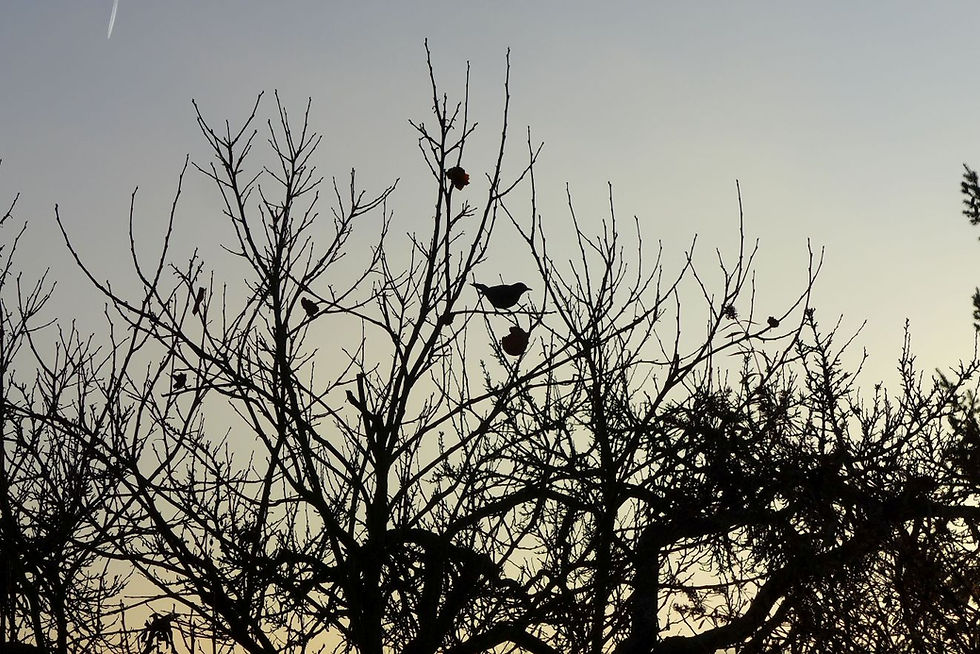 Ein Kaki-Baum in Gerbrunn 