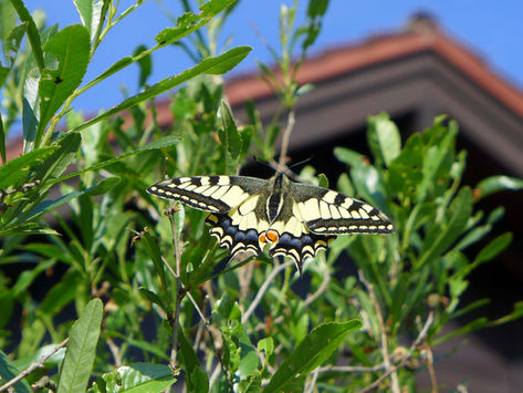 Schmetterlinge in Gerbrunn