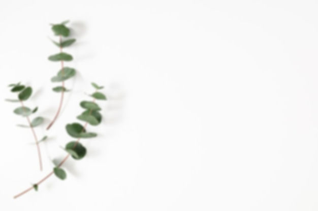 eucalyptus-leaves-white-background-flat-lay-top-view_442385-89_edited.jpg
