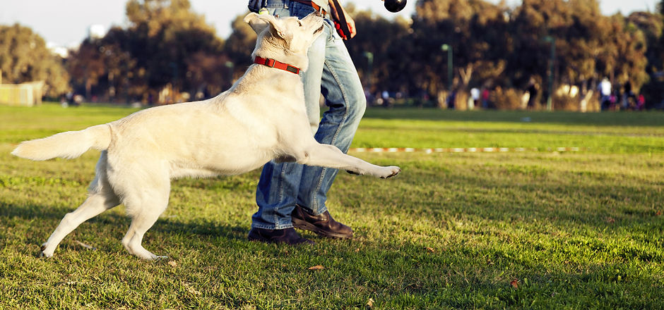 Dog Park.jpeg