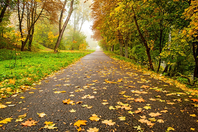 Walking Trail .jpeg