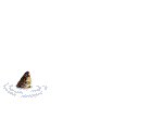 fishjumpingtroutblankbg2-L-Ra.gif