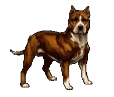 cool_dog.gif