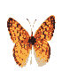 butfly02.gif