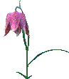 purpflower-move.gif