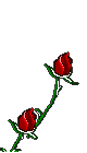 Lbloomrose.gif