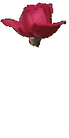 bloodrose3.gif