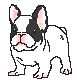 frenchbulldog2.gif