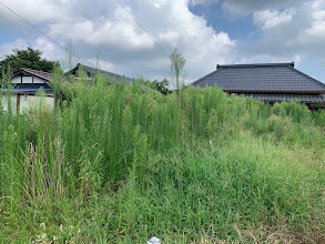 常陸太田市にある一軒家の草刈り依頼をいただきました