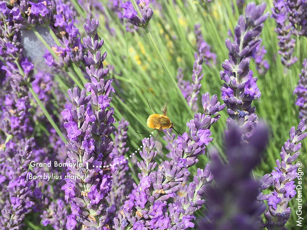 #mygardendesign#jardinmediterranéen#lavandes#pollinisateurs#papillons#designjardin#