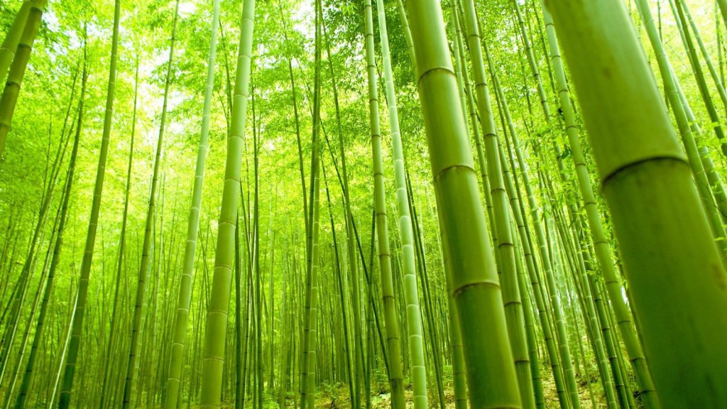 bambu-5-1024x576.jpeg