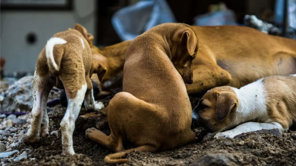 Dog-11-1024x577.jpg.webp