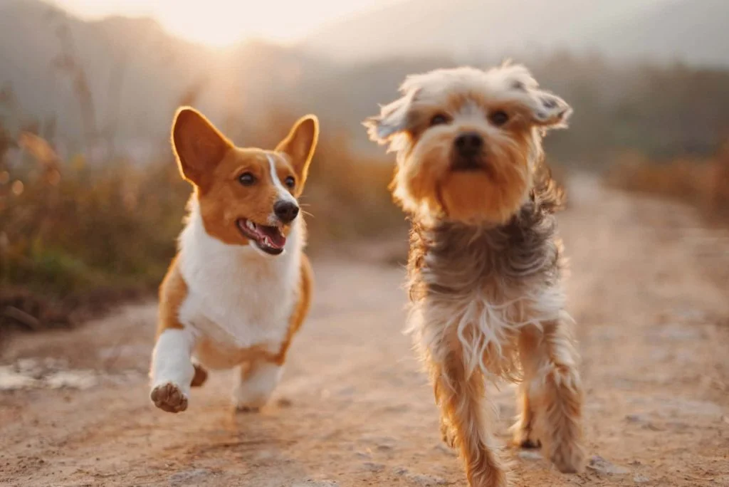 Dog-1-1024x684.jpg.webp
