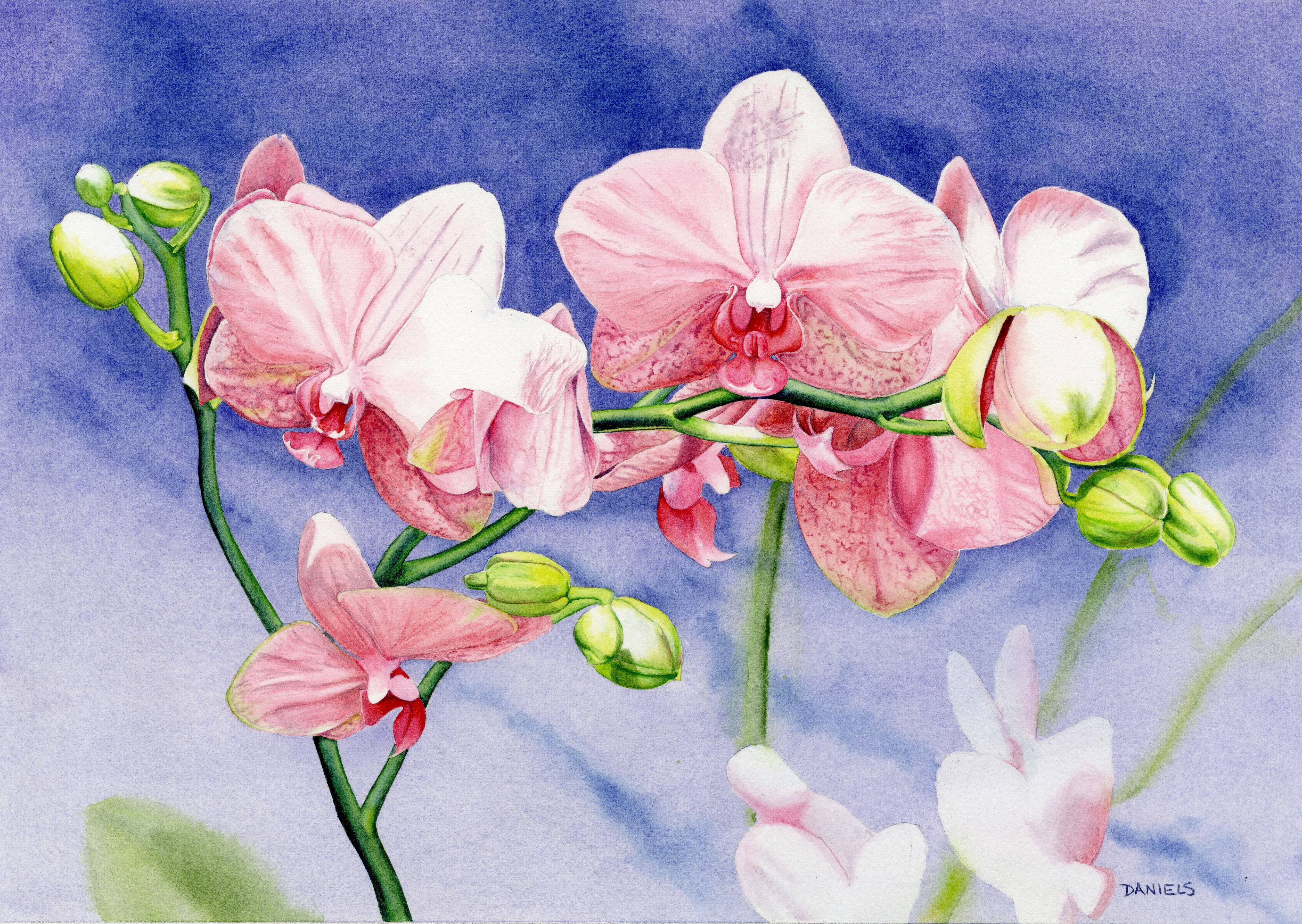 Orchids Giclée Art Print