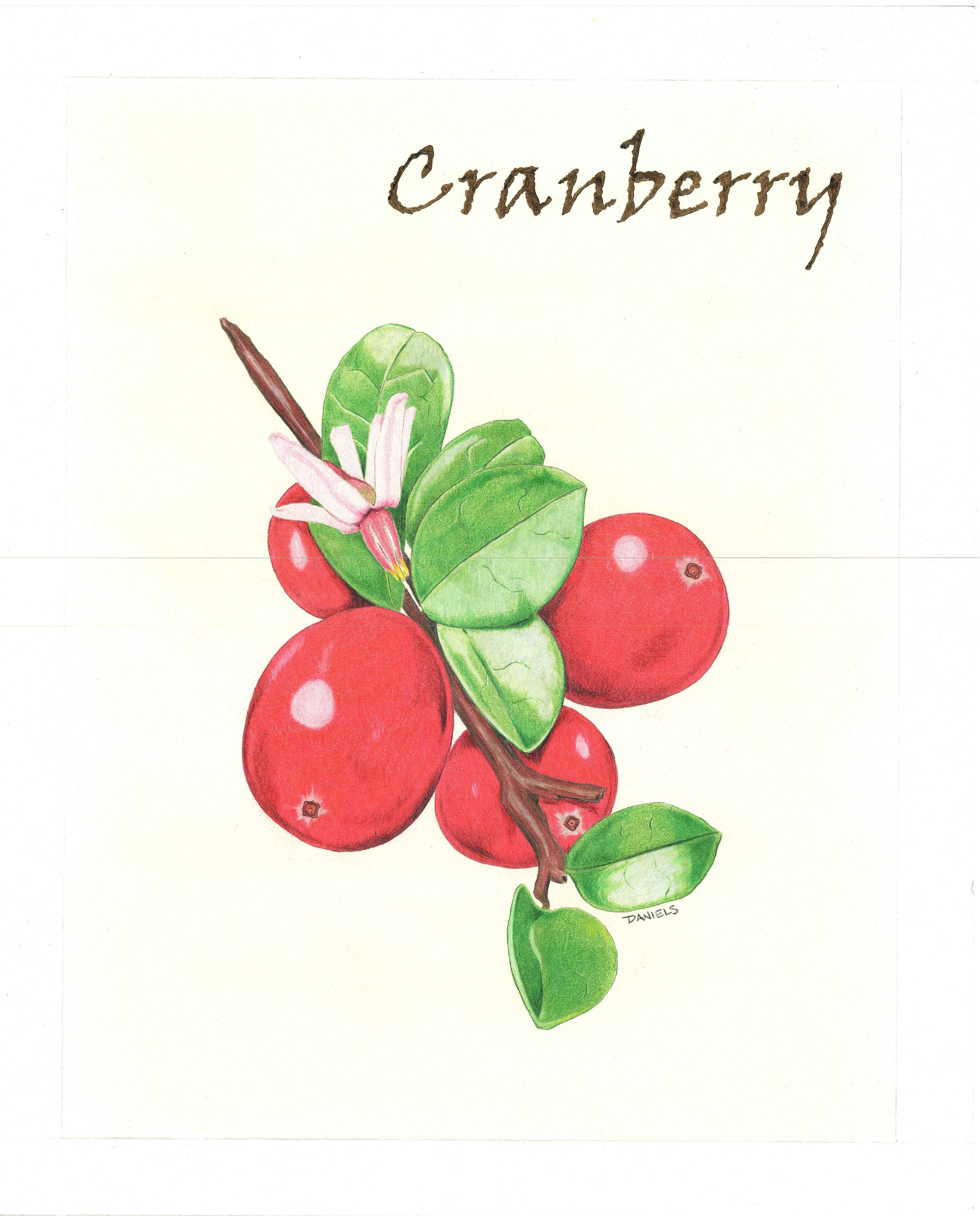 Cranberry Giclée Art Print